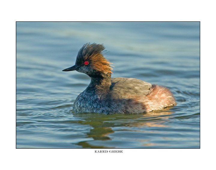 6808 eared grebe.jpg